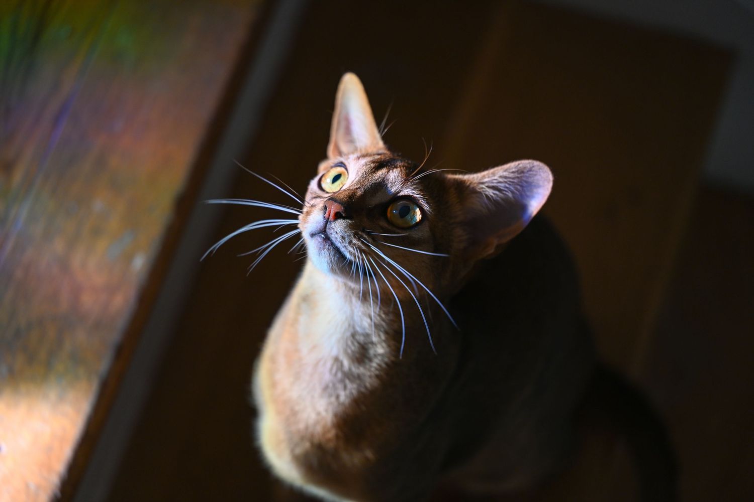 Close-up profile of a cat's face in dramatic lighting.