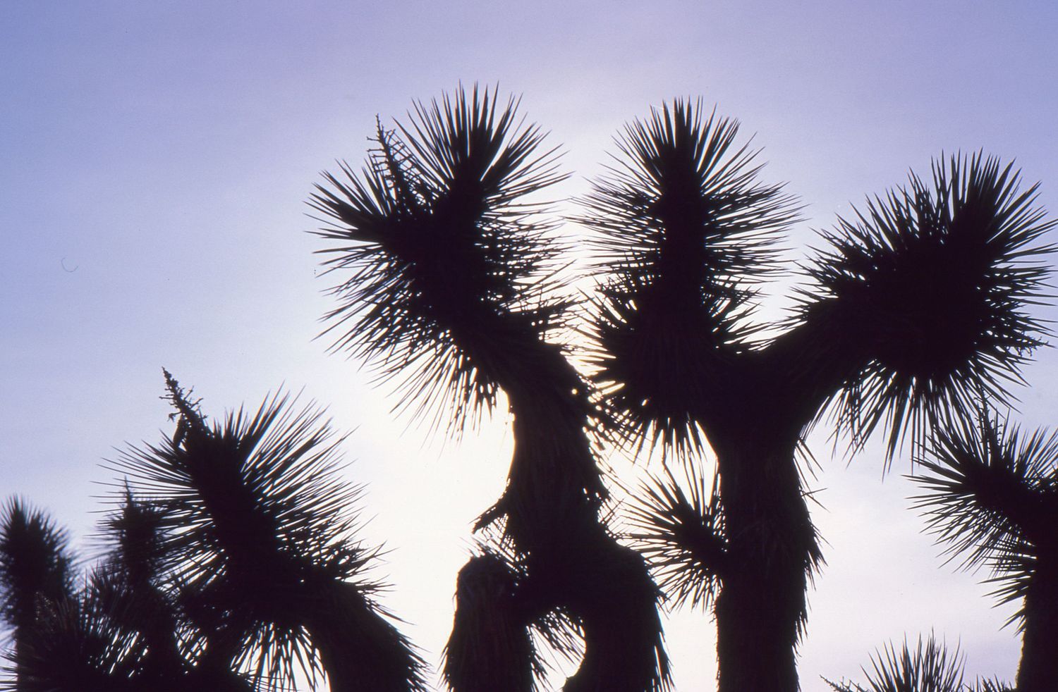Silhouettes of Joshua trees against bright sky creating dramatic contrast.