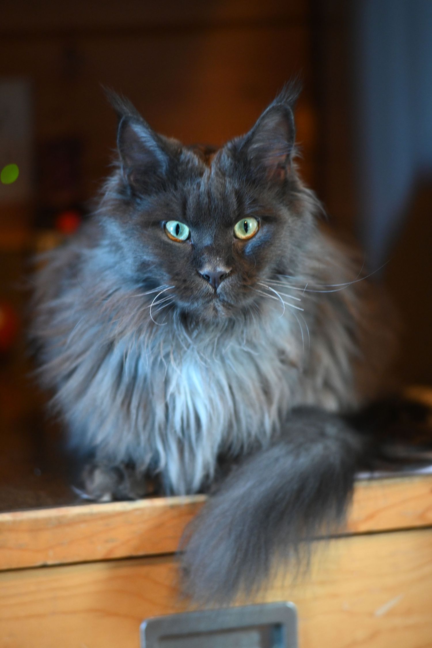 A fluffy grey cat with bright green eyes peers over a wooden ledge.