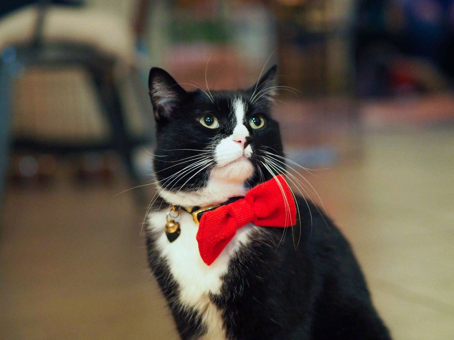 Black and white cat wearing a red bowtie collar looking to the side.