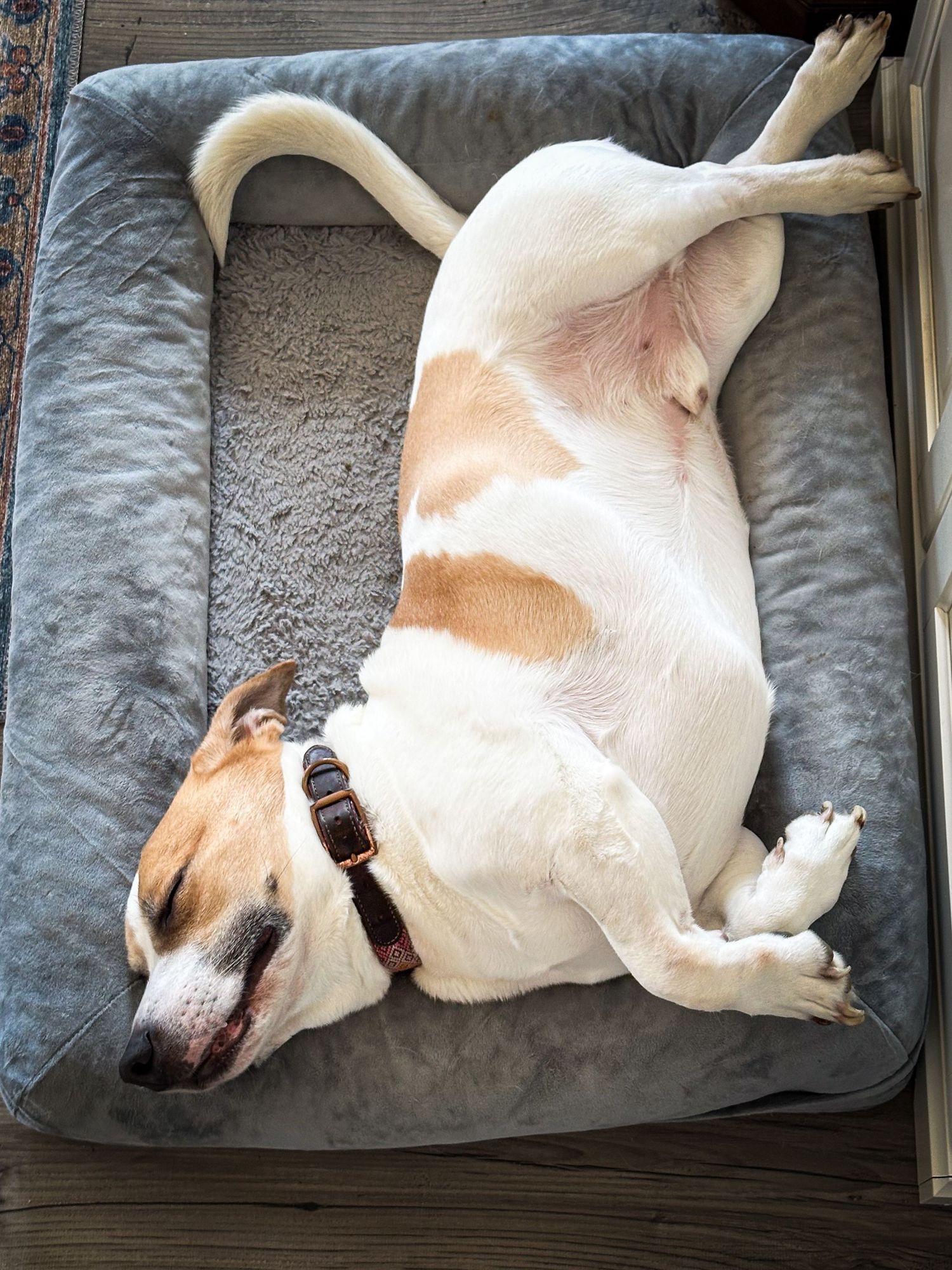 A Jack Russell terrier rests on its side and back in various sleeping poses on a gray cushion or bed.