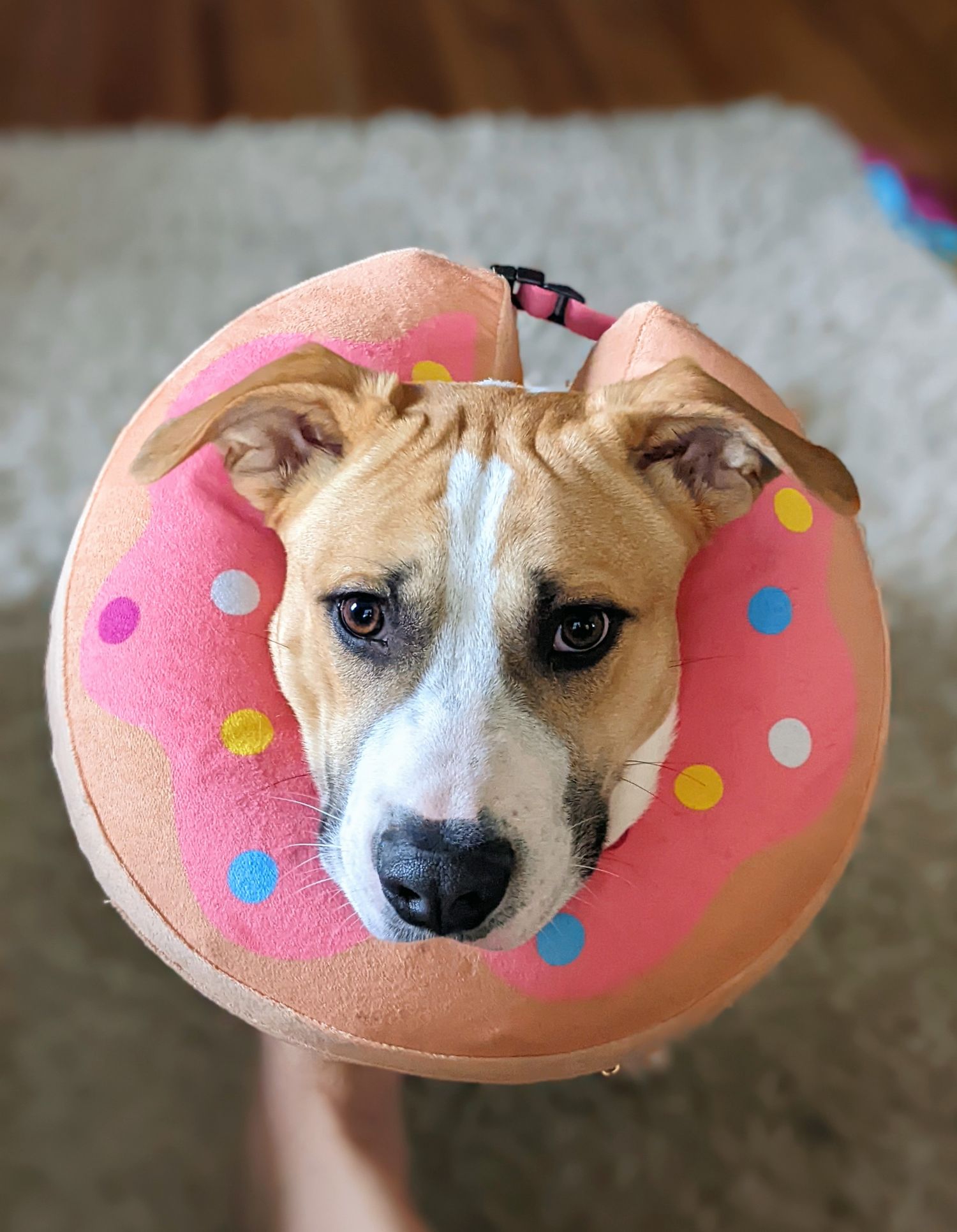 Dog wearing a pink donut-shaped pillow around its neck with polka dot sprinkles.