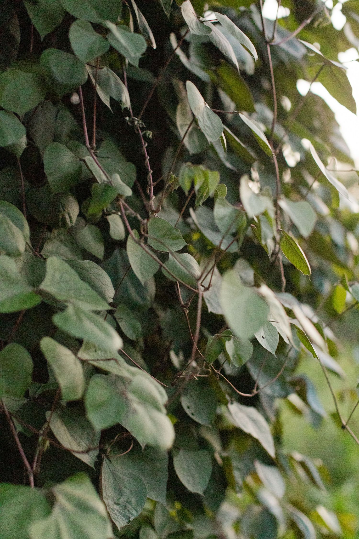 Close-up view of lush green heart-shaped leaves growing on climbing vines in natural light.