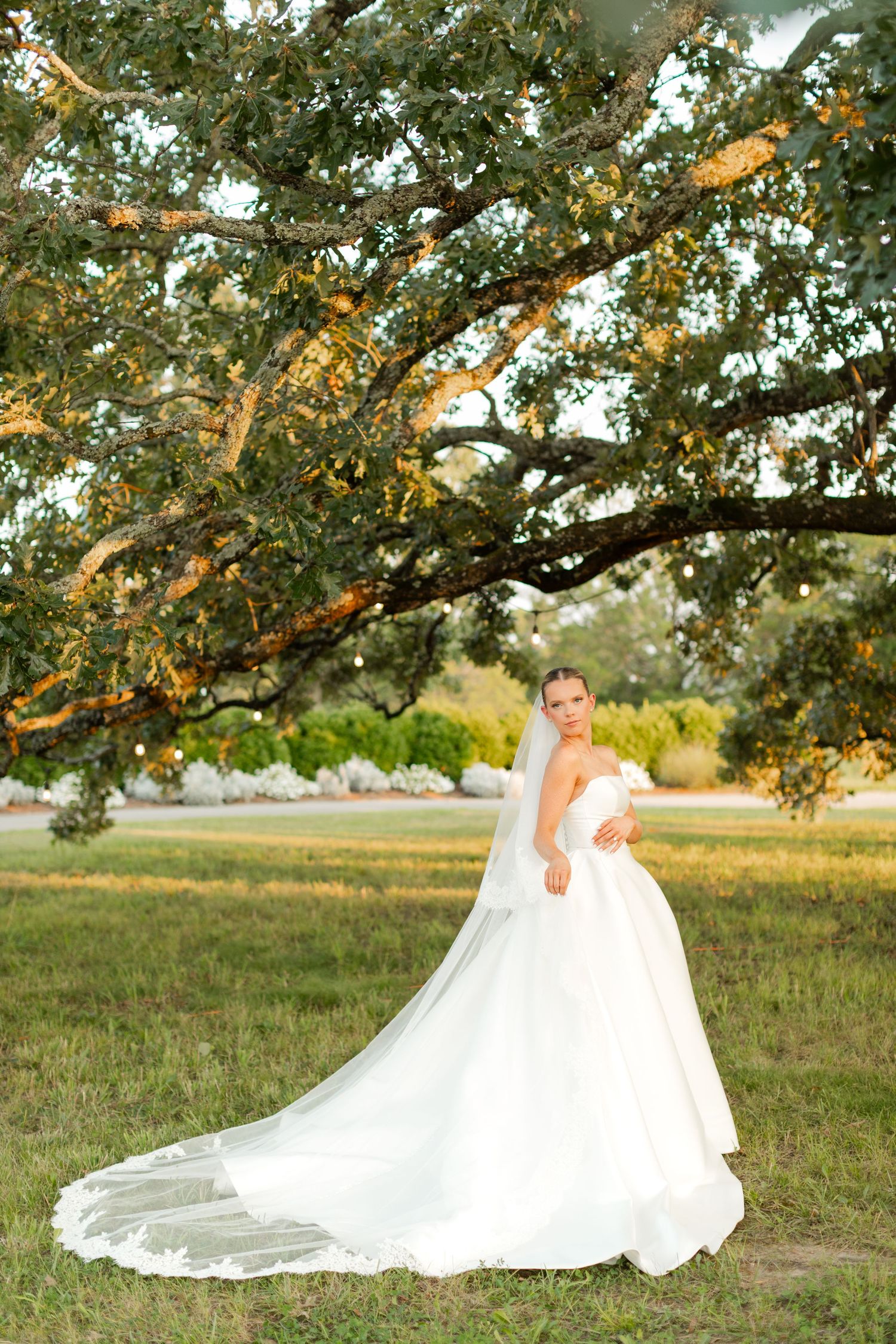 A bride in a flowing white wedding gown poses gracefully under a sprawling oak tree at sunset.
