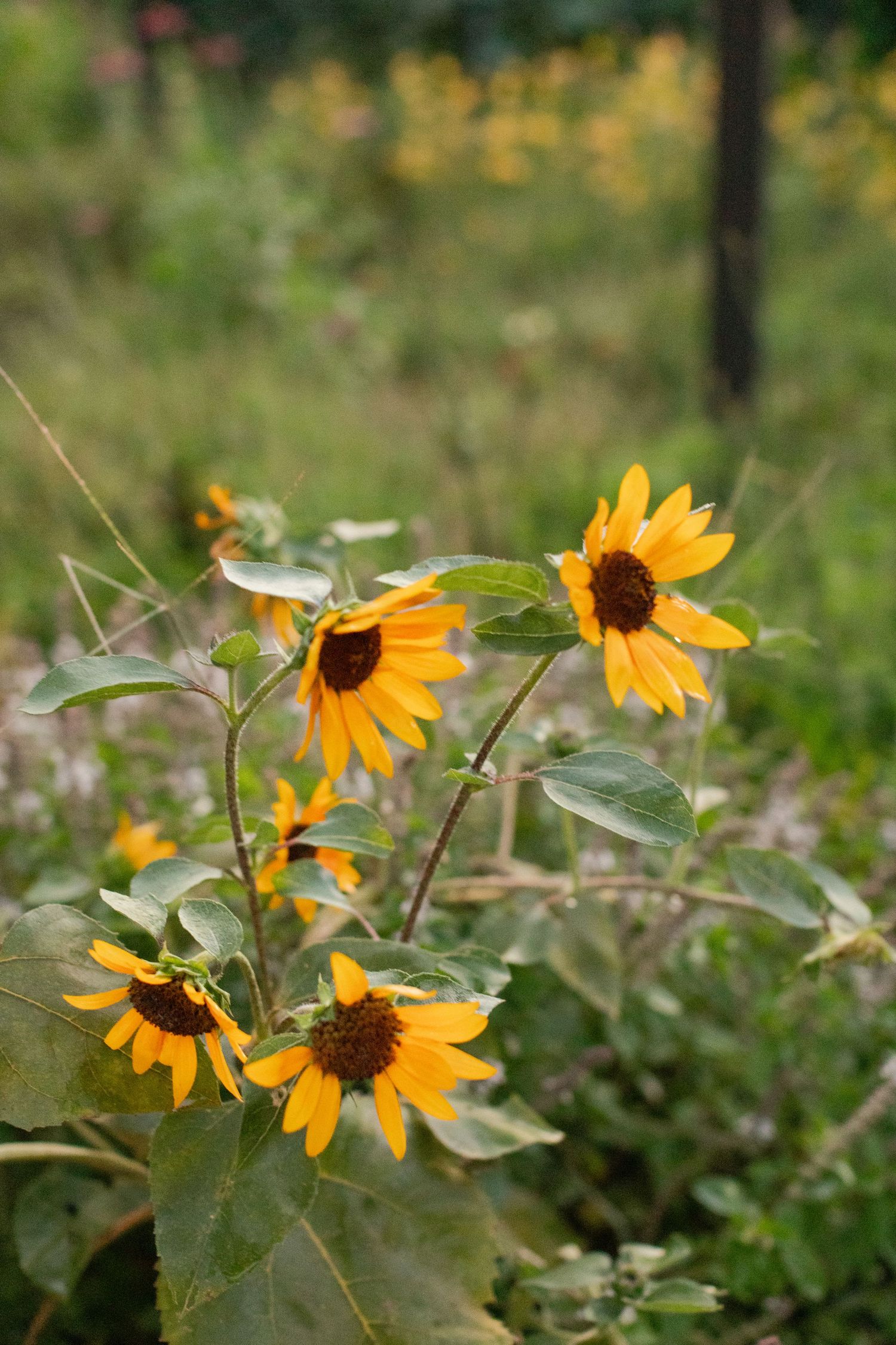 Vibrant yellow sunflowers bloom in a wild garden setting with soft natural bokeh in the background.