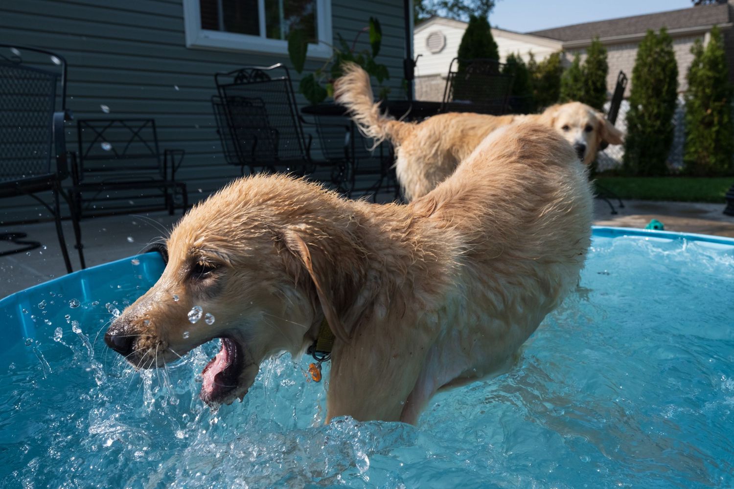 Two golden retrievers splashing and playing in a backyard swimming pool on a sunny day.