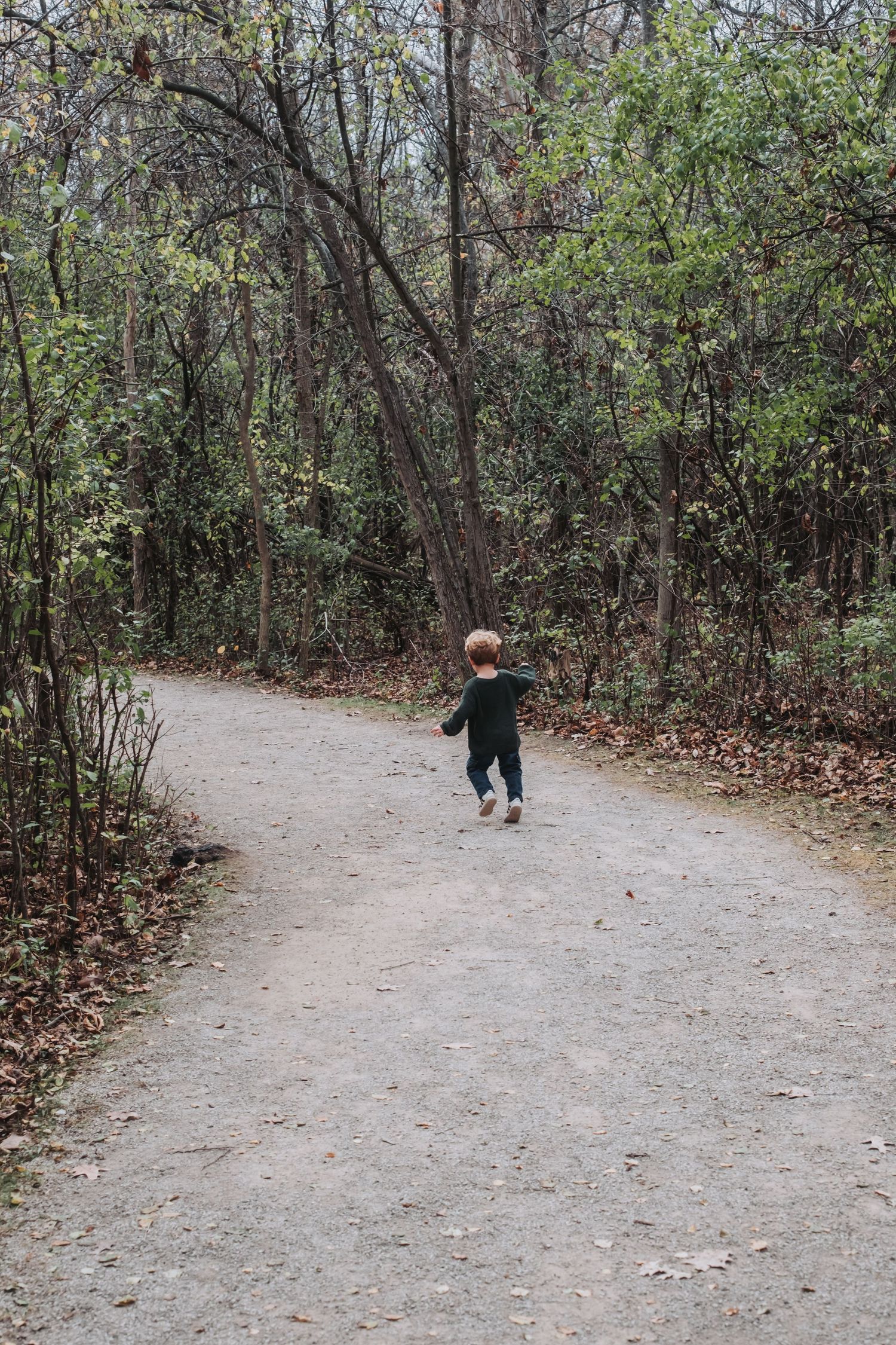Winding dirt path through autumn woods with fallen leaves.