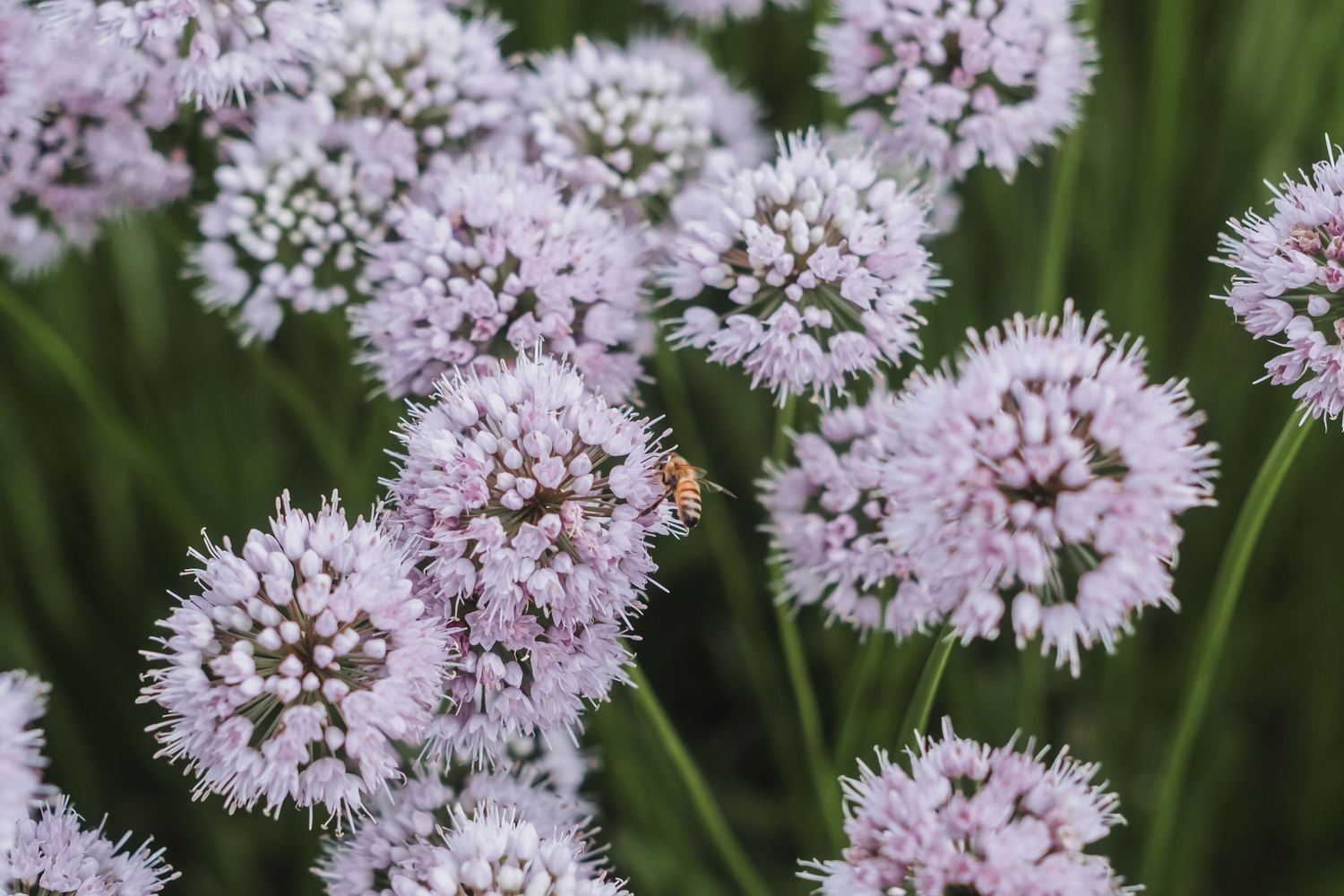 A bee pollinates purple allium flowers in full bloom against a green background.