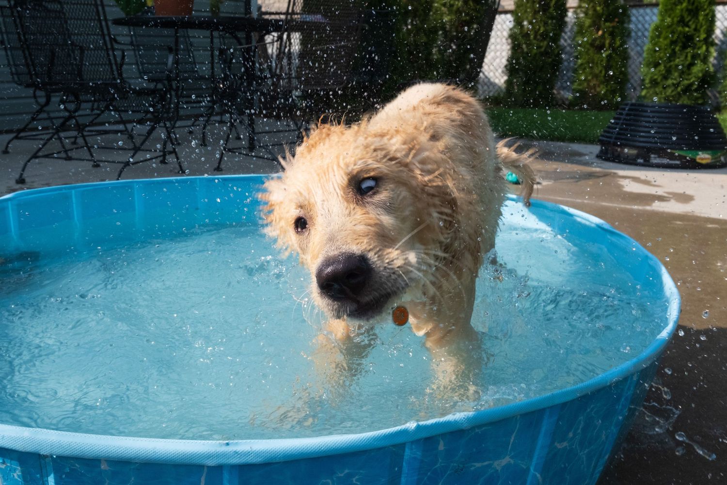Wet golden retriever puppy splashing in a blue kiddie pool outdoors on a sunny day.