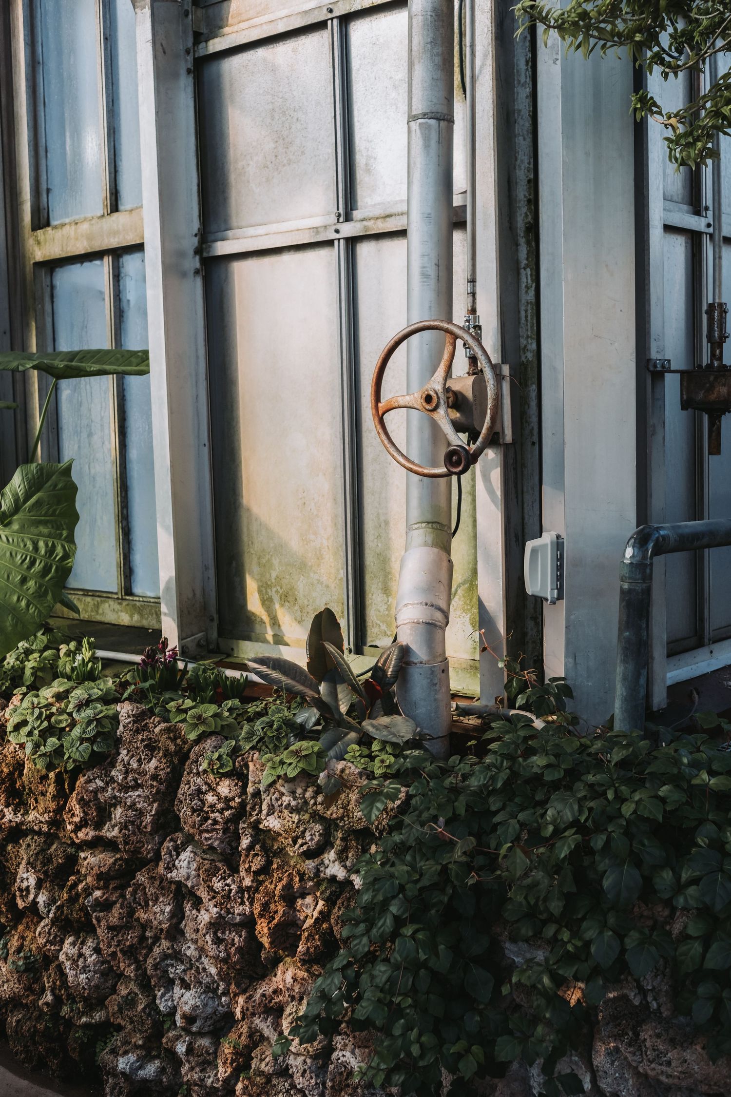 Industrial pipe valve and greenery against a weathered greenhouse wall.