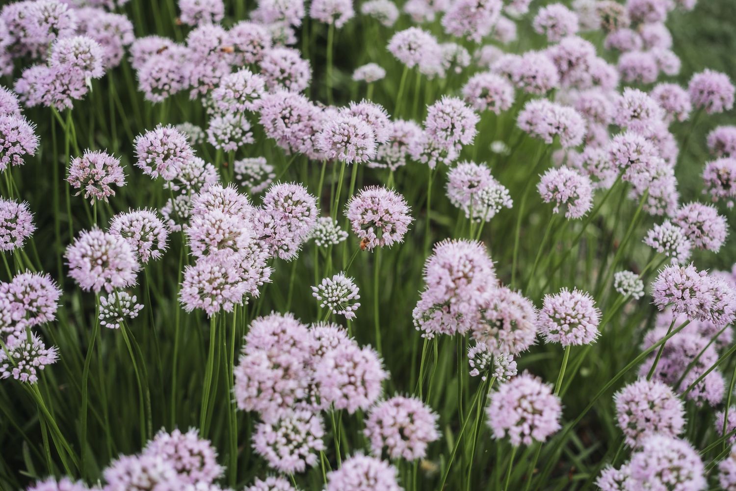 Field of blooming purple allium flowers in full spring display.