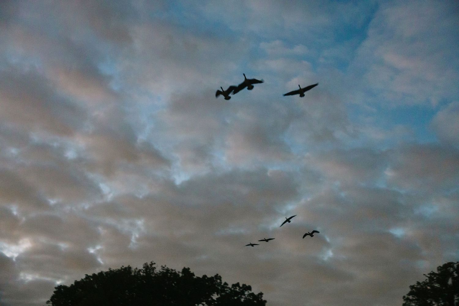Silhouettes of birds flying in formation against a dramatic cloudy sky at dusk with trees below.