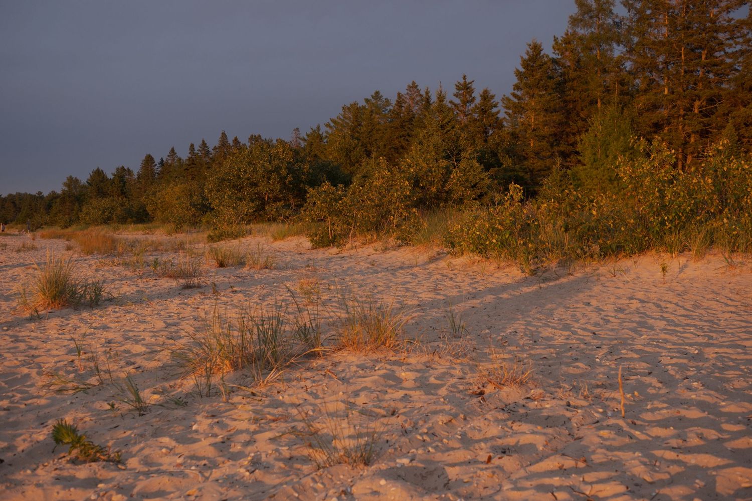 Sandy beach at golden sunset with tire tracks, sparse grass, and dense evergreen forest under a dramatic twilight sky.