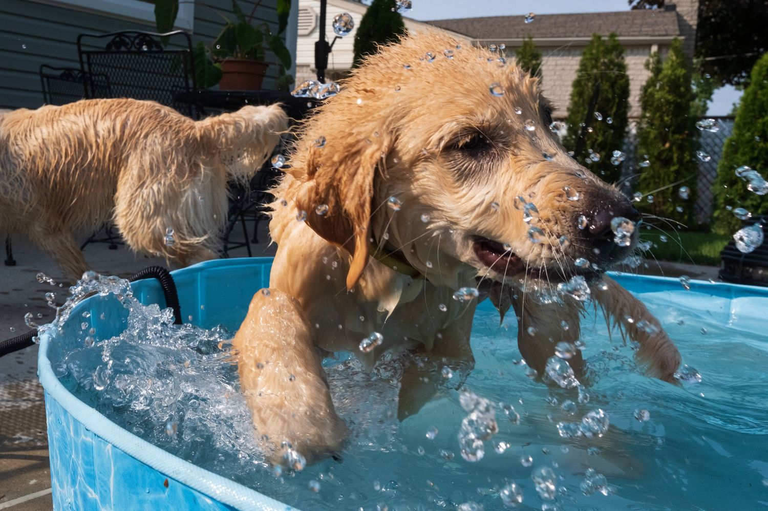 Golden doodle dog splashing in a blue kiddie pool outdoors on a sunny day.