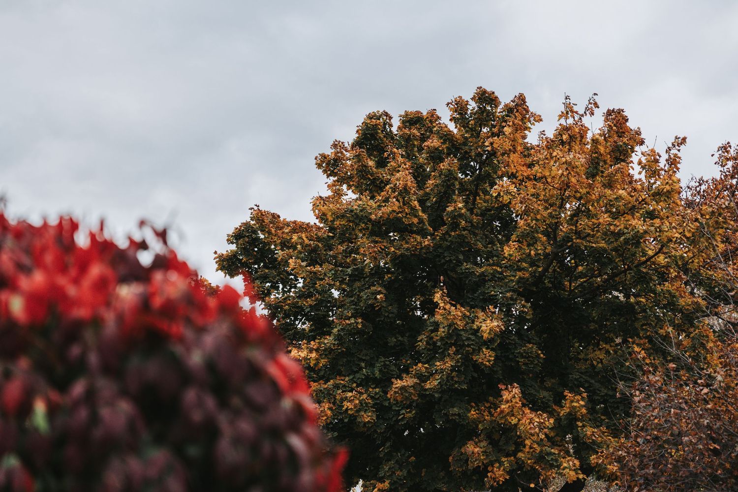 Autumn trees with colorful orange and red leaves frame a scenic outdoor setting.