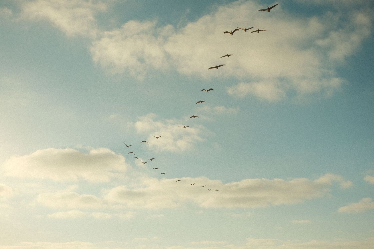 A flock of birds flying in V-formation against a blue sky with soft white clouds.