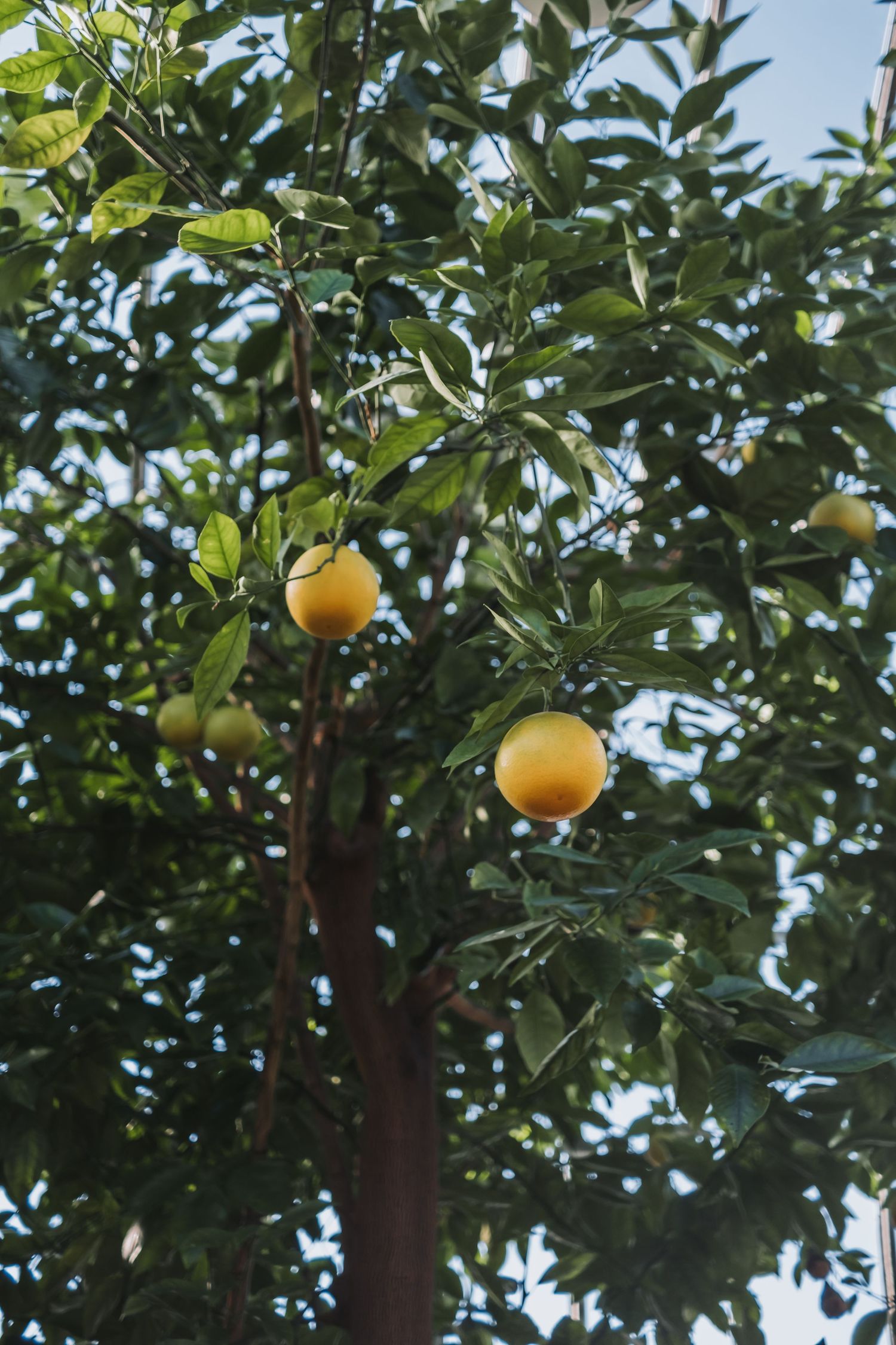 Orange citrus fruits growing on leafy green tree branches against a bright blue sky.