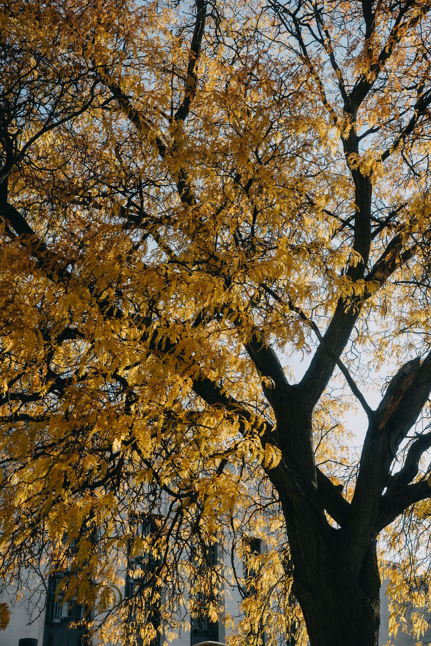 Autumn tree with golden yellow leaves against a pale sky, dark branches creating contrast in fall foliage.