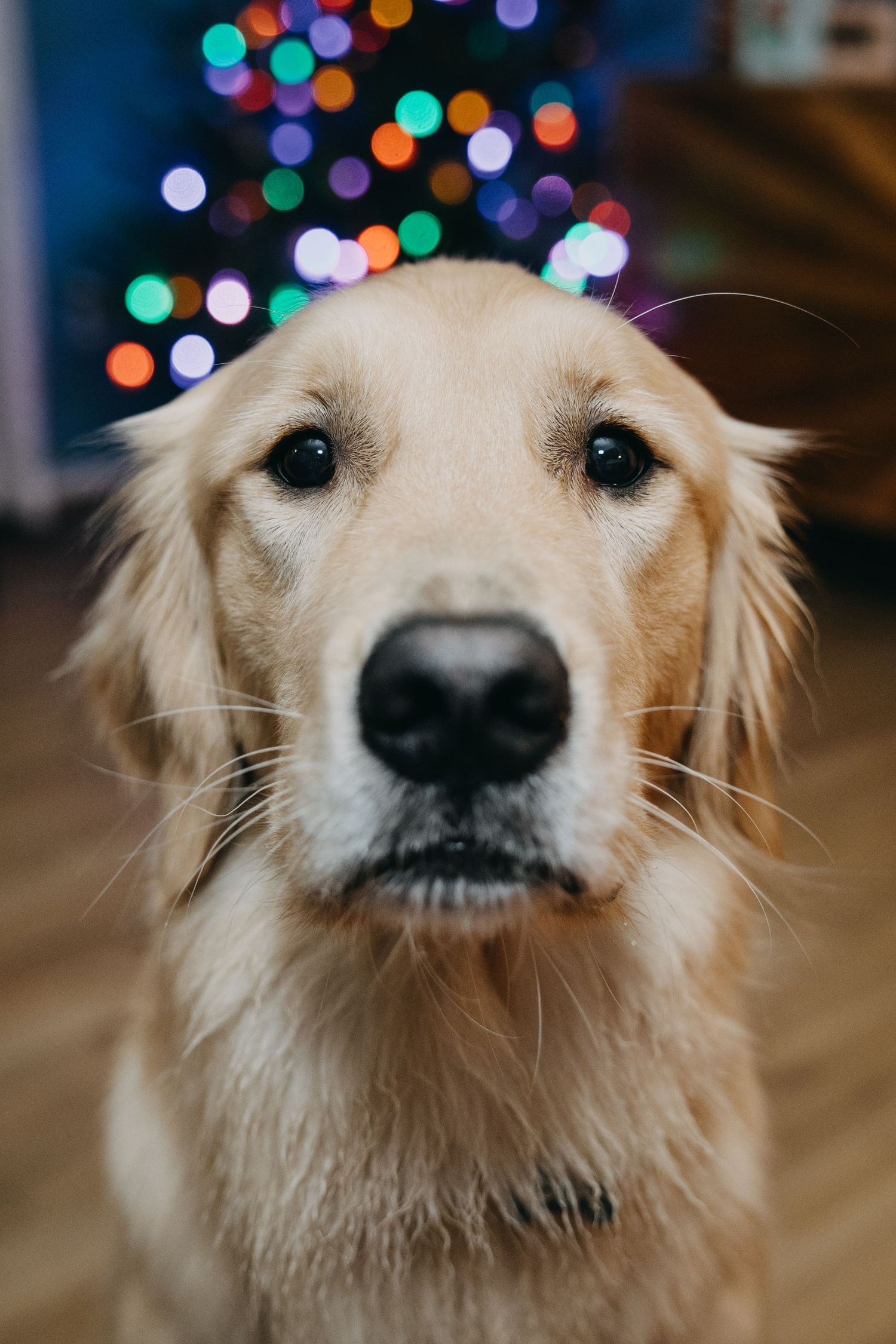 Close up portrait of a Golden Retriever with colorful Christmas lights bokeh in the background.