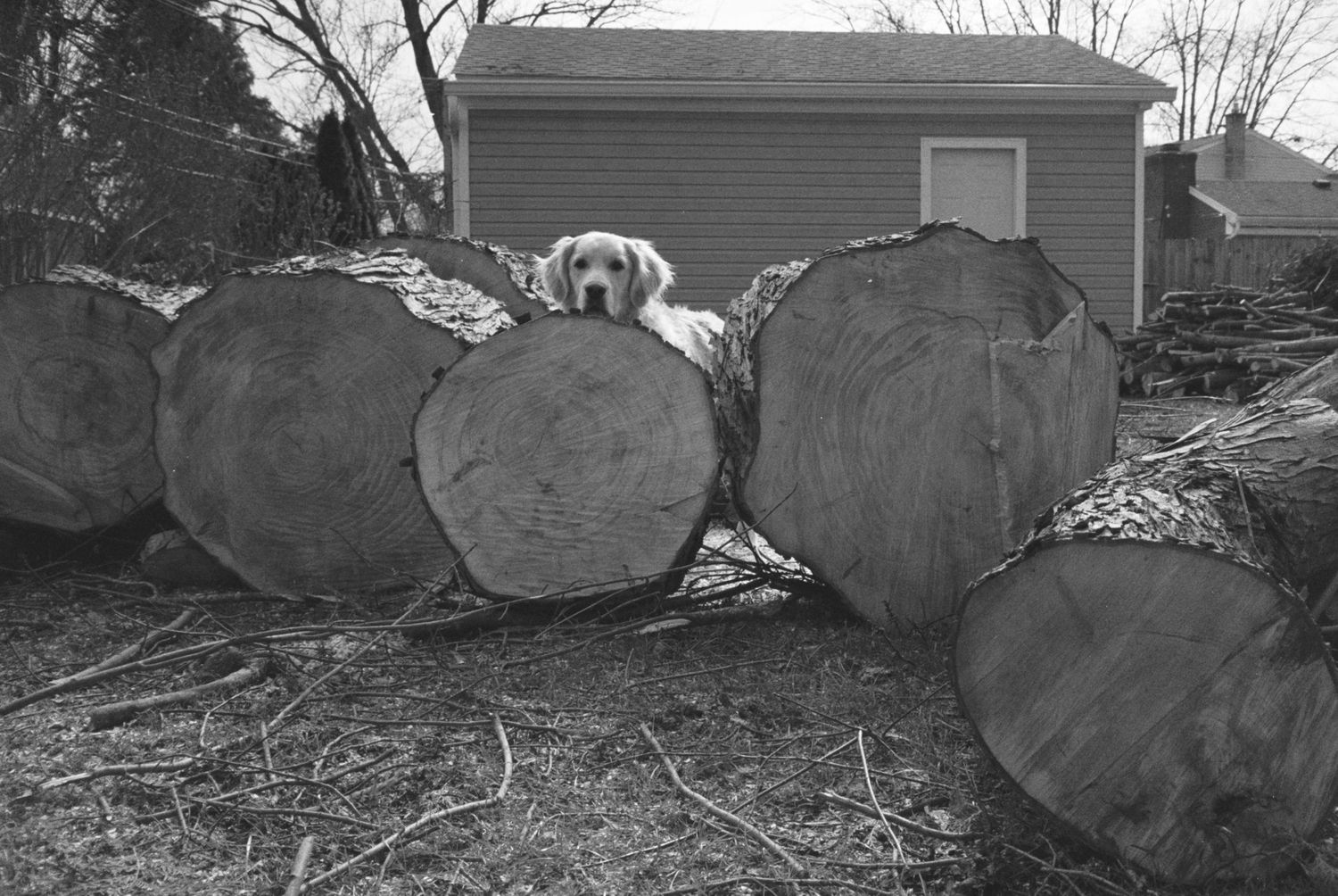 Large cut tree logs lying on ground near residential house in black and white.
