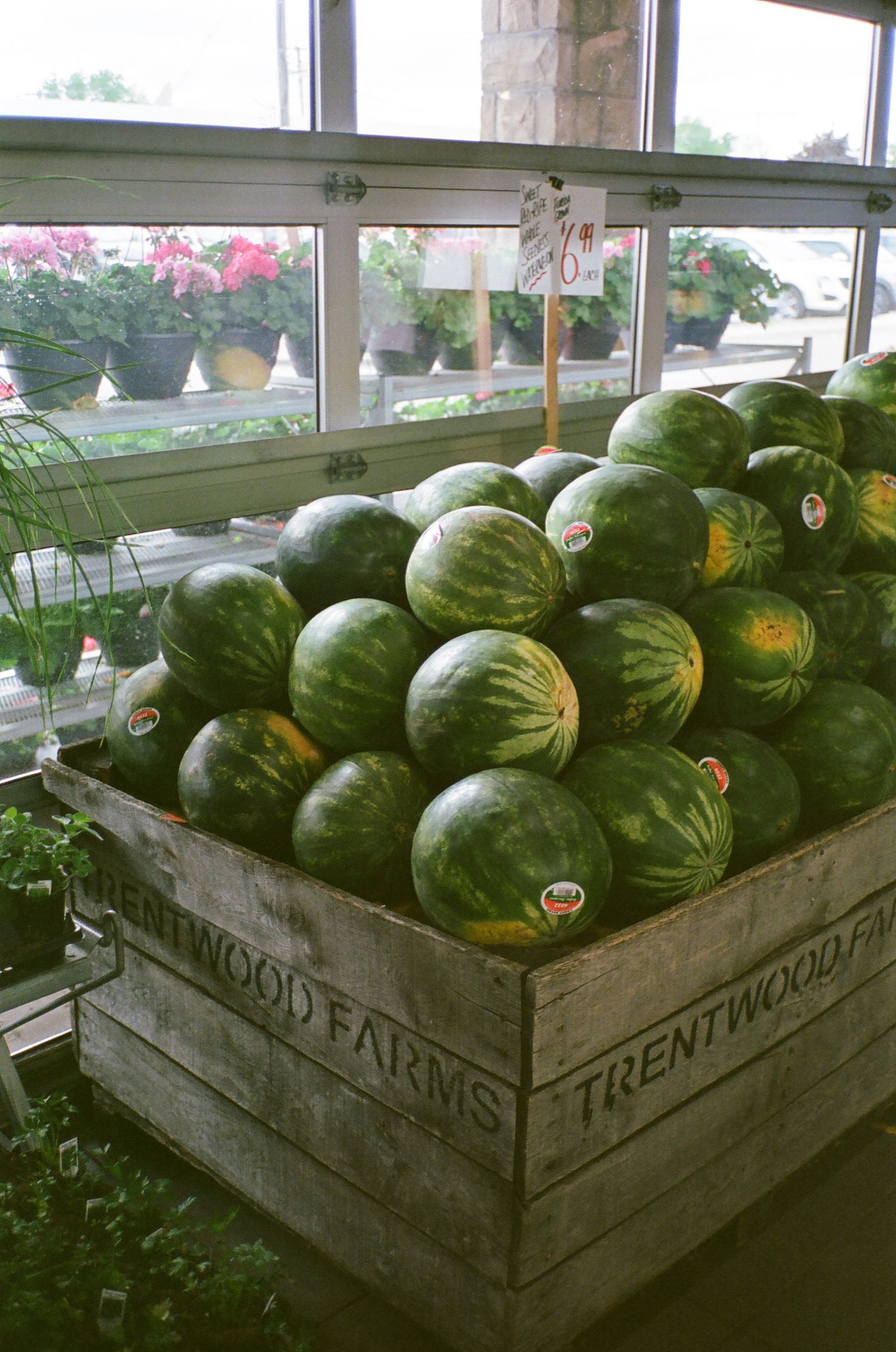 Wooden crates filled with fresh watermelons displayed in a market window.