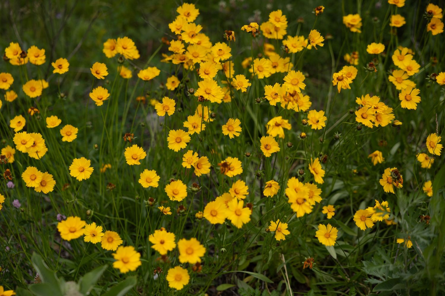 Bright yellow coreopsis wildflowers blooming densely among green stems in a natural garden setting.