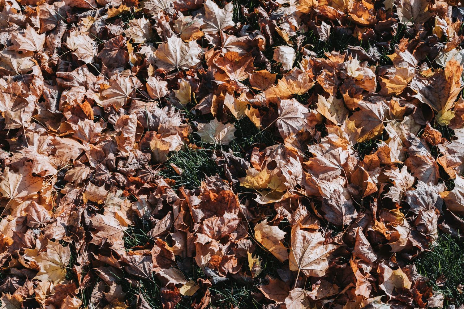 Autumn fallen leaves covering grass ground in shades of brown and orange during fall season.