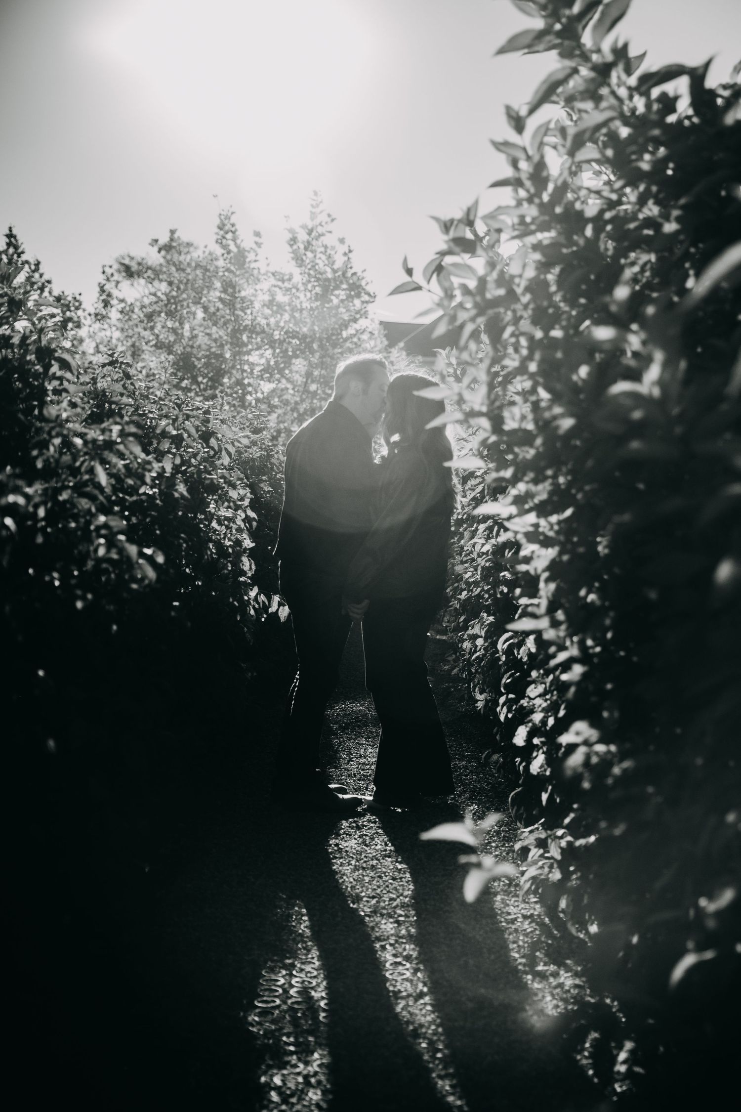 A silhouetted figure stands in a backlit orchard with sunlight streaming through tree branches creating a dreamy atmosphere.