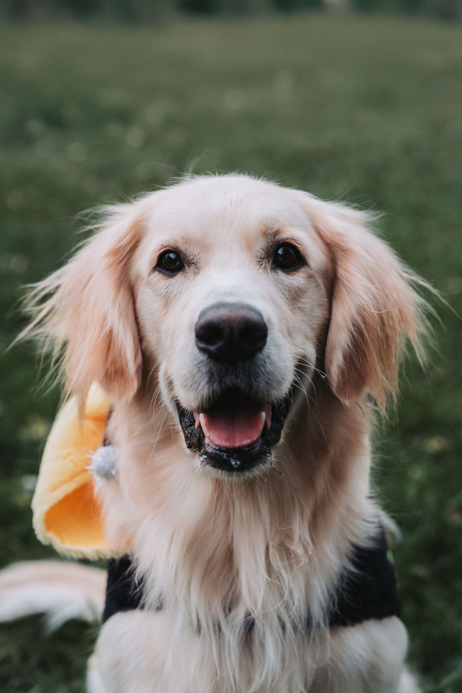 A happy Golden Retriever with a bright smile poses outdoors in green grass.