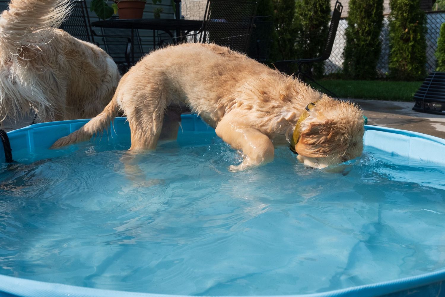 Golden retriever dog playing and splashing in a blue kiddie pool outdoors on a sunny day.