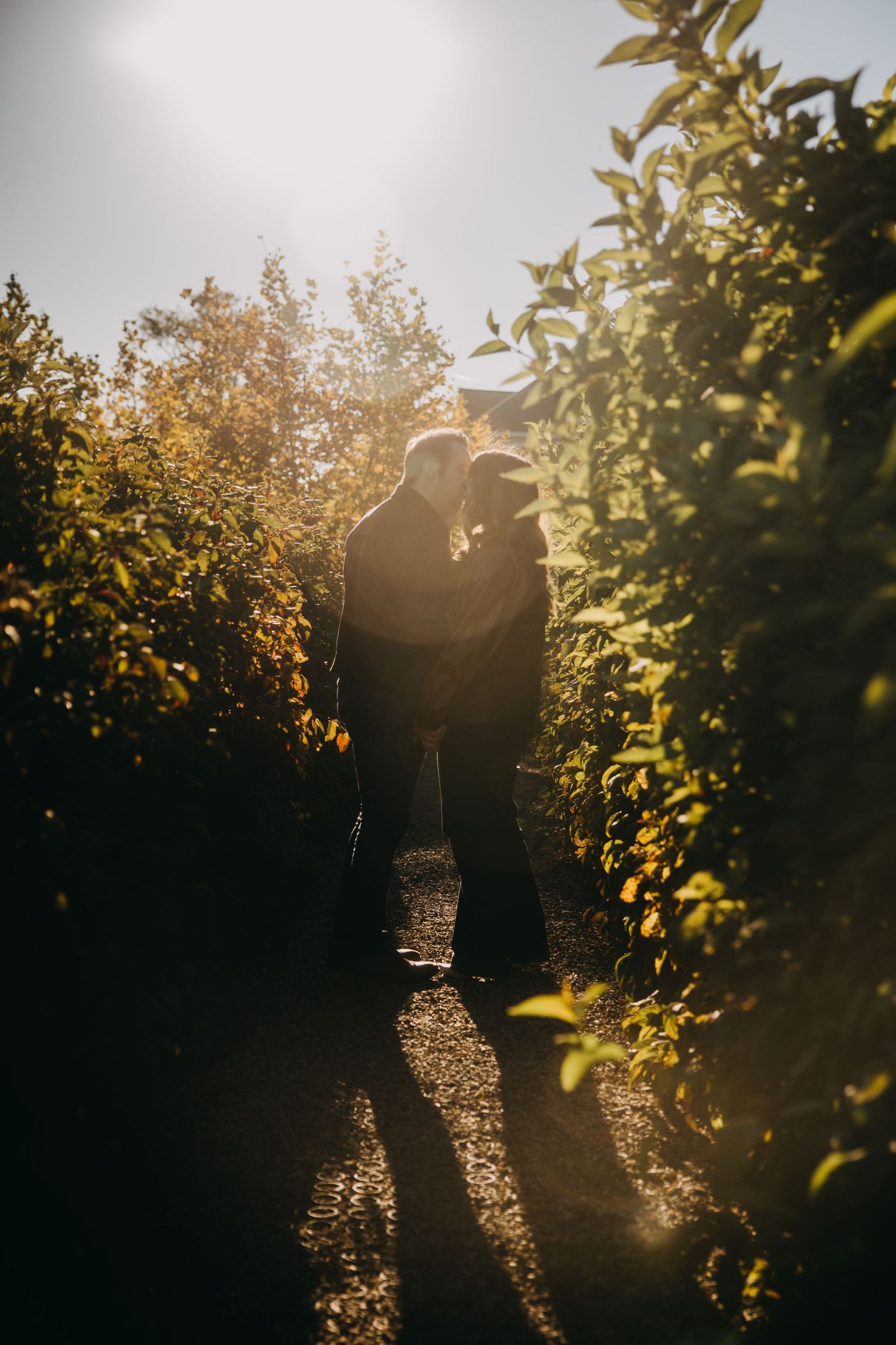 Couple kissing in sunlit orchard pathway surrounded by lush green trees with golden backlight.