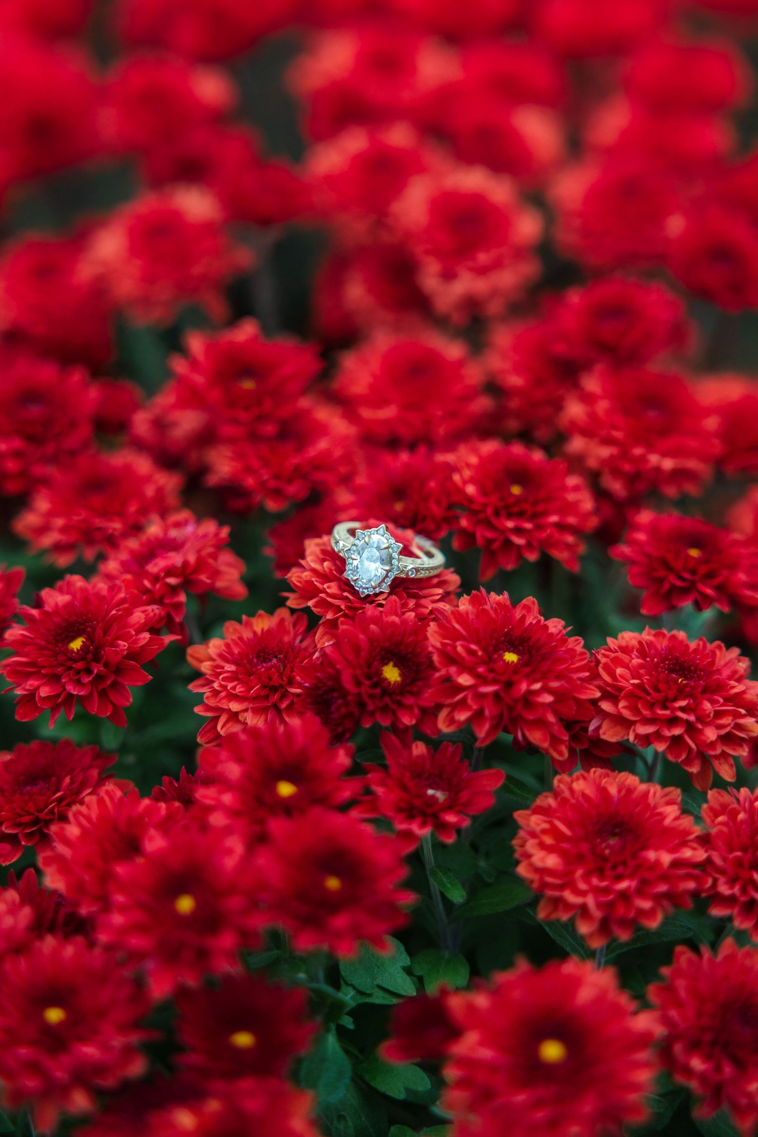 Diamond engagement ring resting on vibrant red chrysanthemum flowers in full bloom.