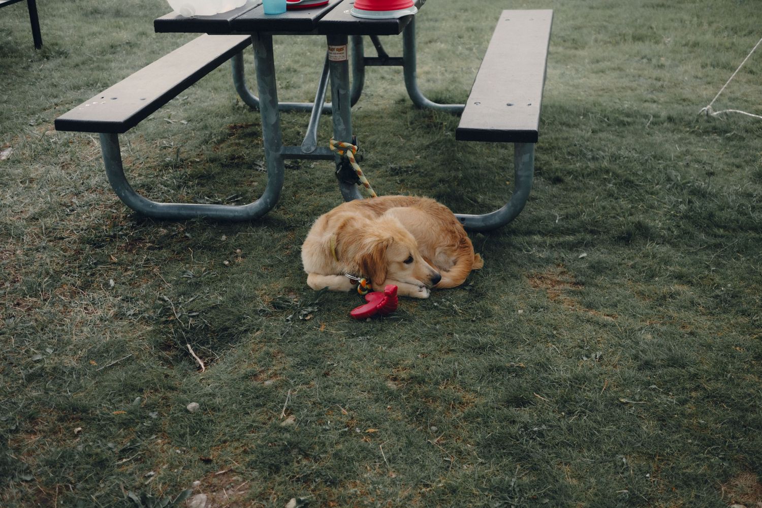 A golden retriever dog resting under a picnic table on grass.