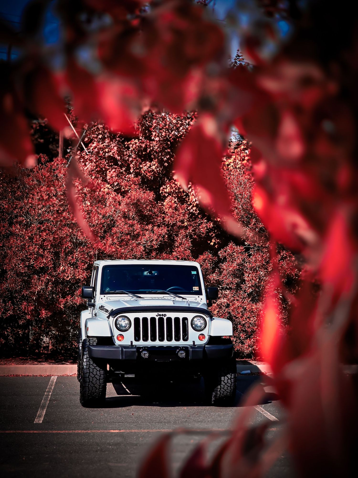 White Jeep Wrangler parked among red autumn foliage creating dramatic contrast.