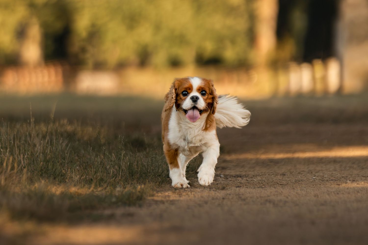 A Cavalier King Charles Spaniel runs joyfully down a dirt path with tongue out in golden afternoon light.