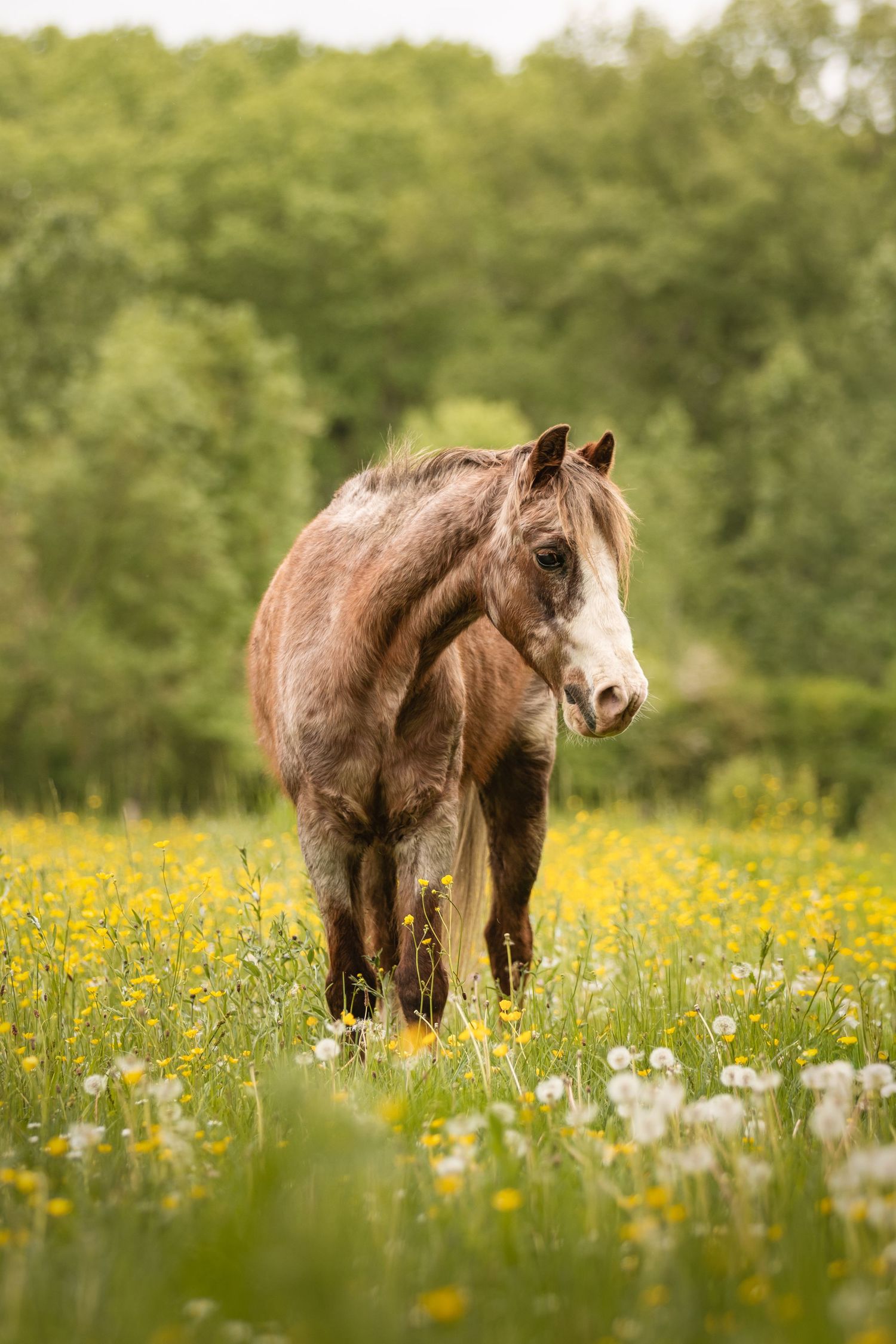 A brown and white horse grazing in a lush green meadow filled with yellow buttercups and white dandelions.
