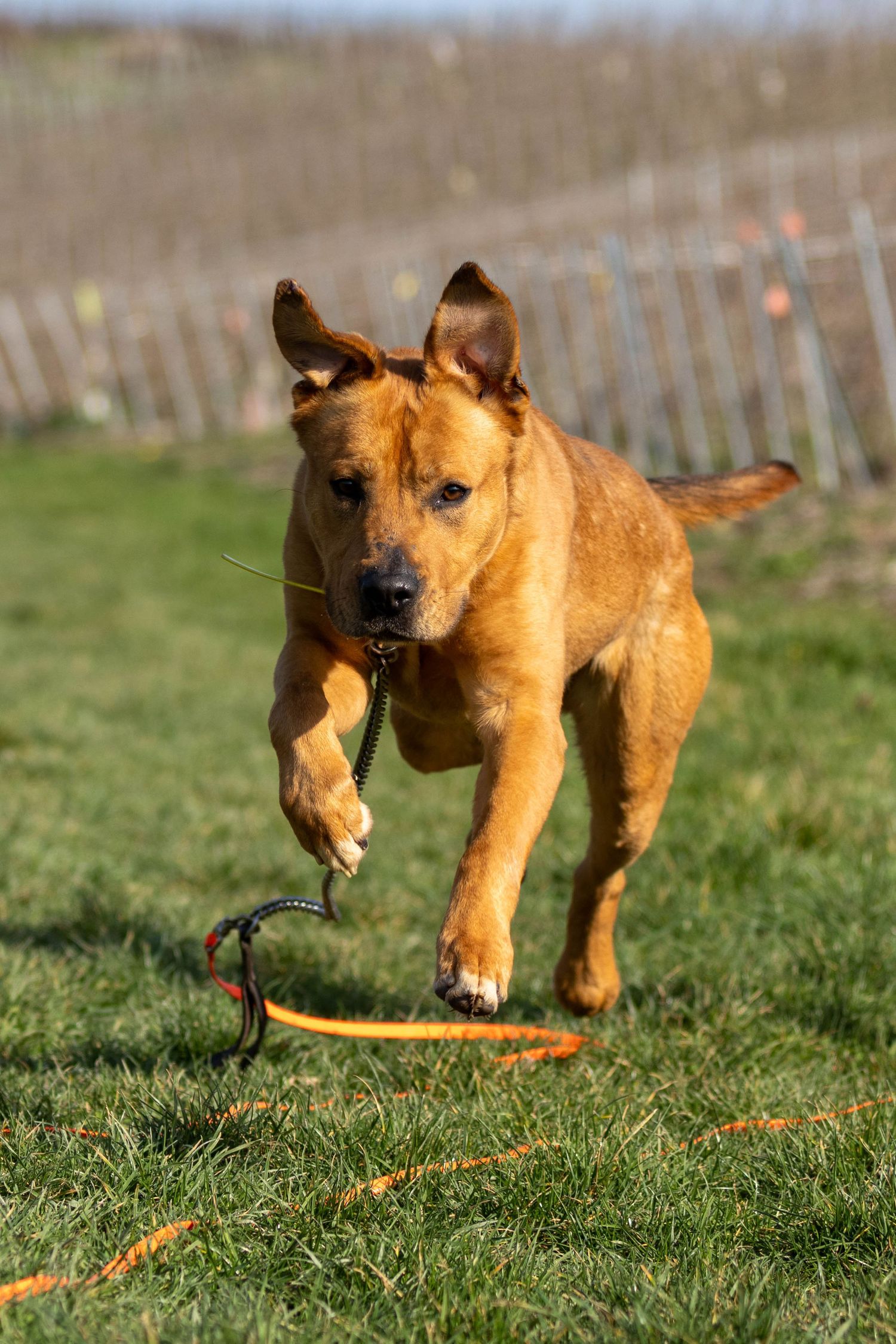 A golden-brown dog runs freely on green grass with an orange leash trailing behind, ears flapping mid-stride.