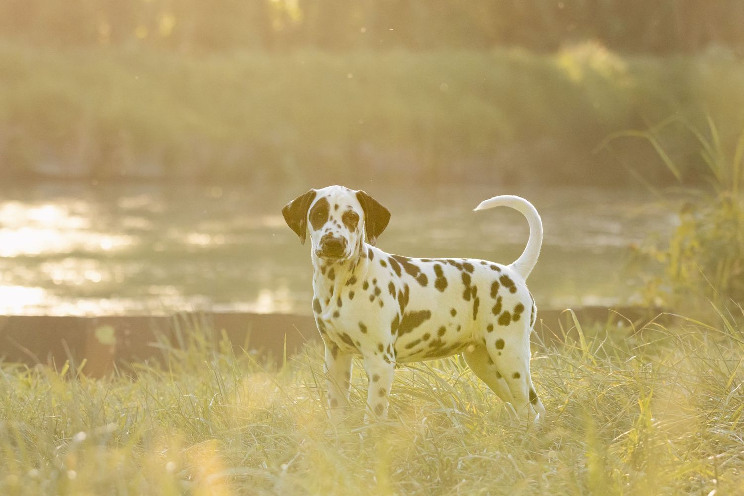 A Dalmatian dog with brown spots stands alert in golden sunlight near a river, surrounded by green grass.