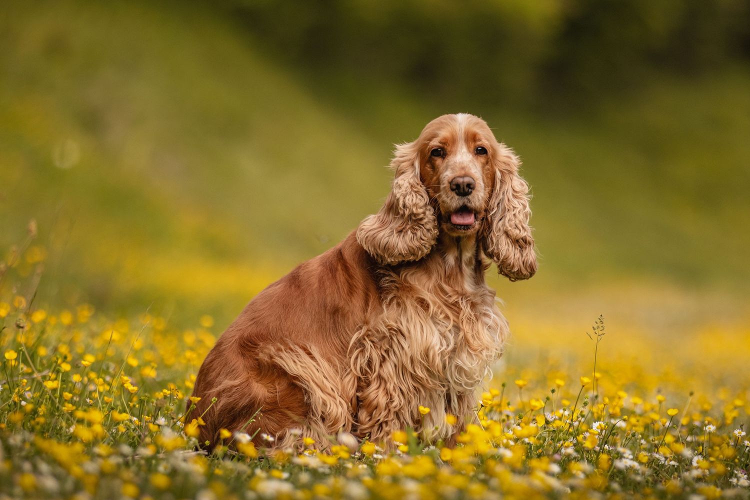 A golden Cocker Spaniel sits among yellow wildflowers in a lush green meadow, with long wavy ears and mouth open.