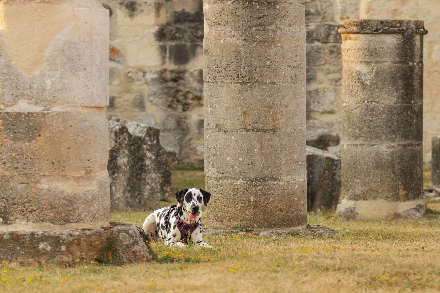 A Dalmatian dog resting on grass among ancient stone columns at historic ruins.