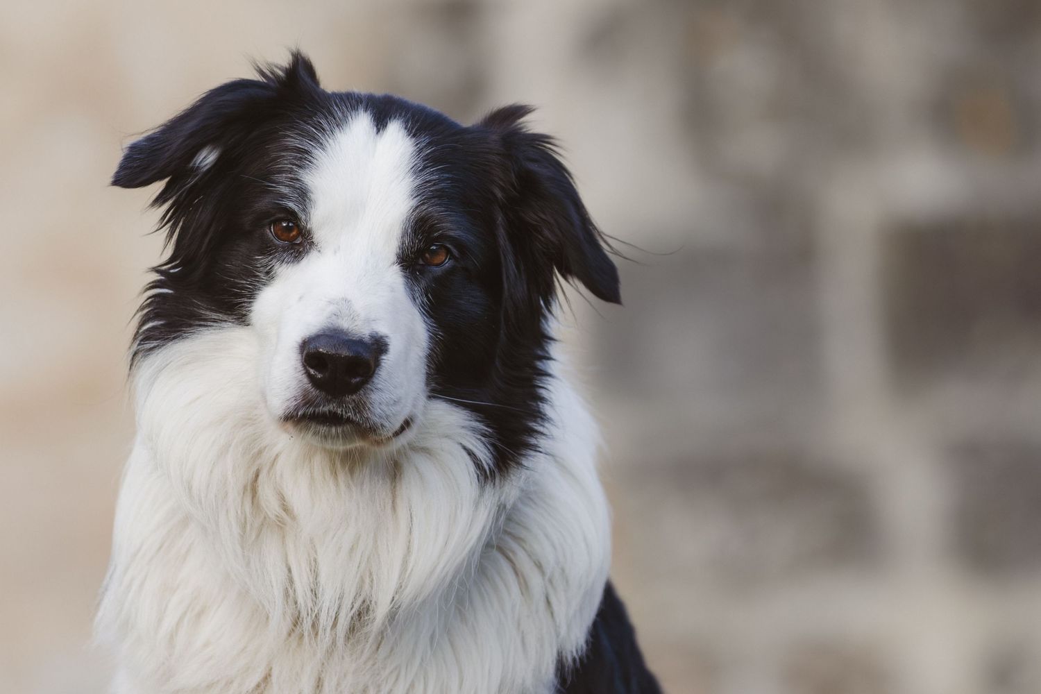 A black and white Border Collie dog poses alertly against a blurred stone wall background.
