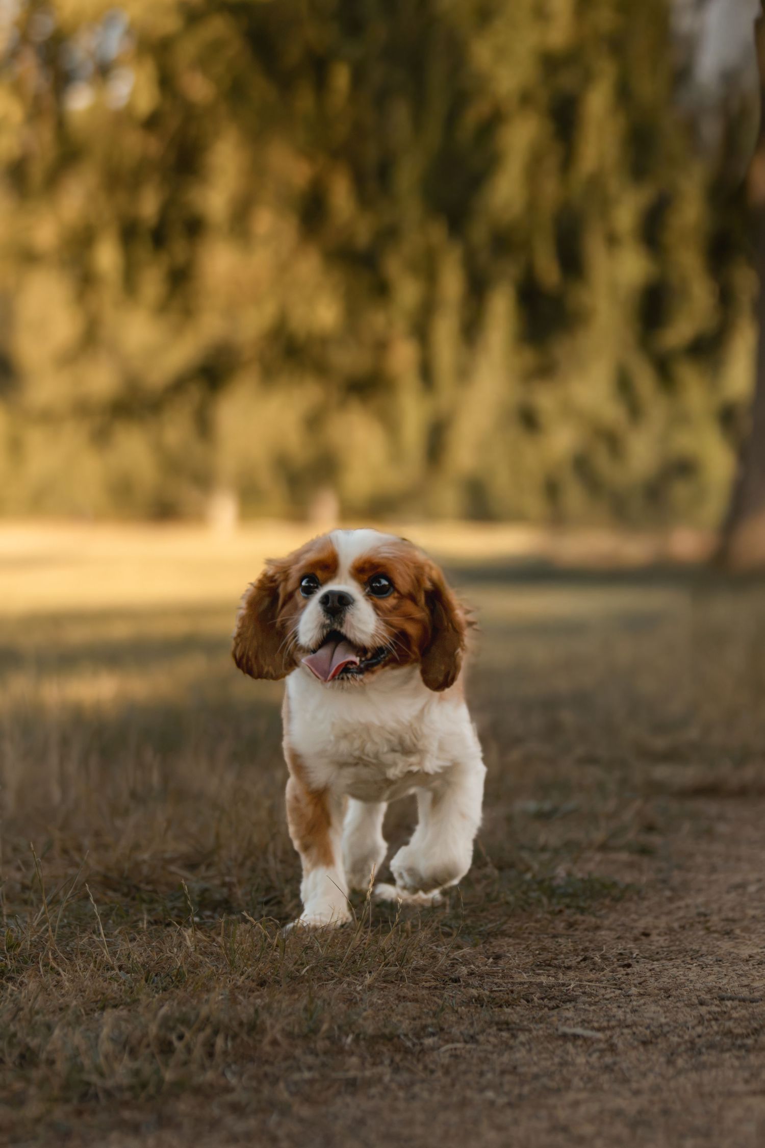 A playful Cavalier King Charles Spaniel puppy running on grass with a blurred golden park background.