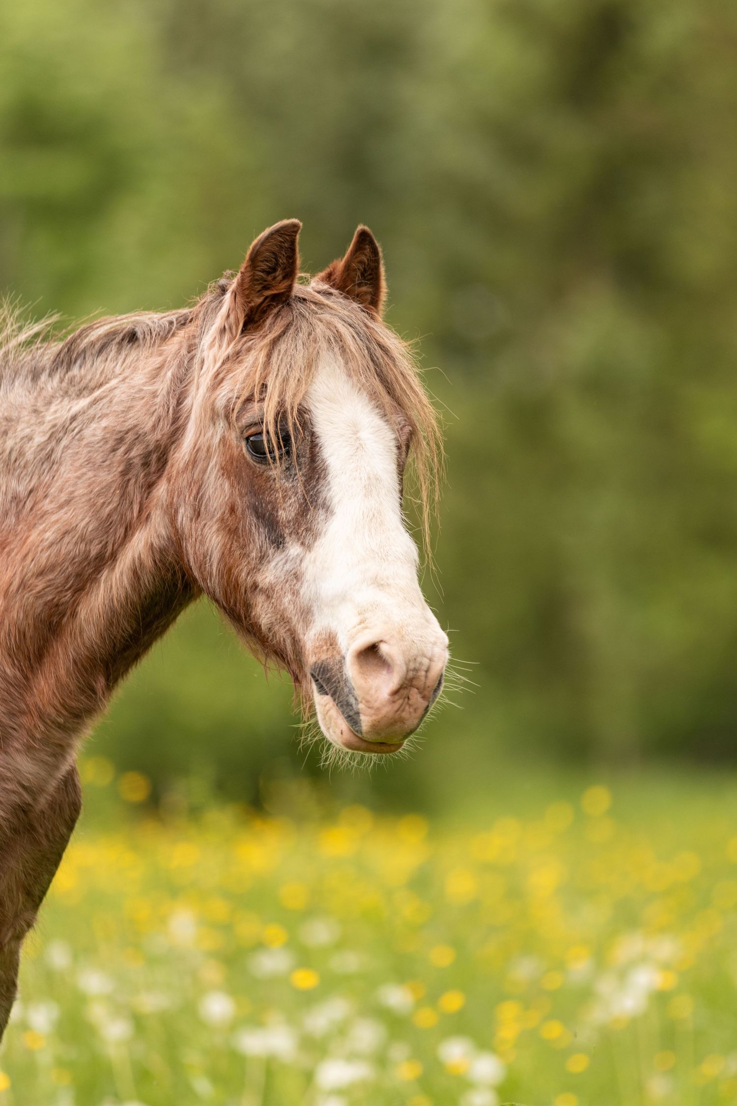 Close-up portrait of a brown horse with white blaze in a sunny meadow with yellow wildflowers and green trees.