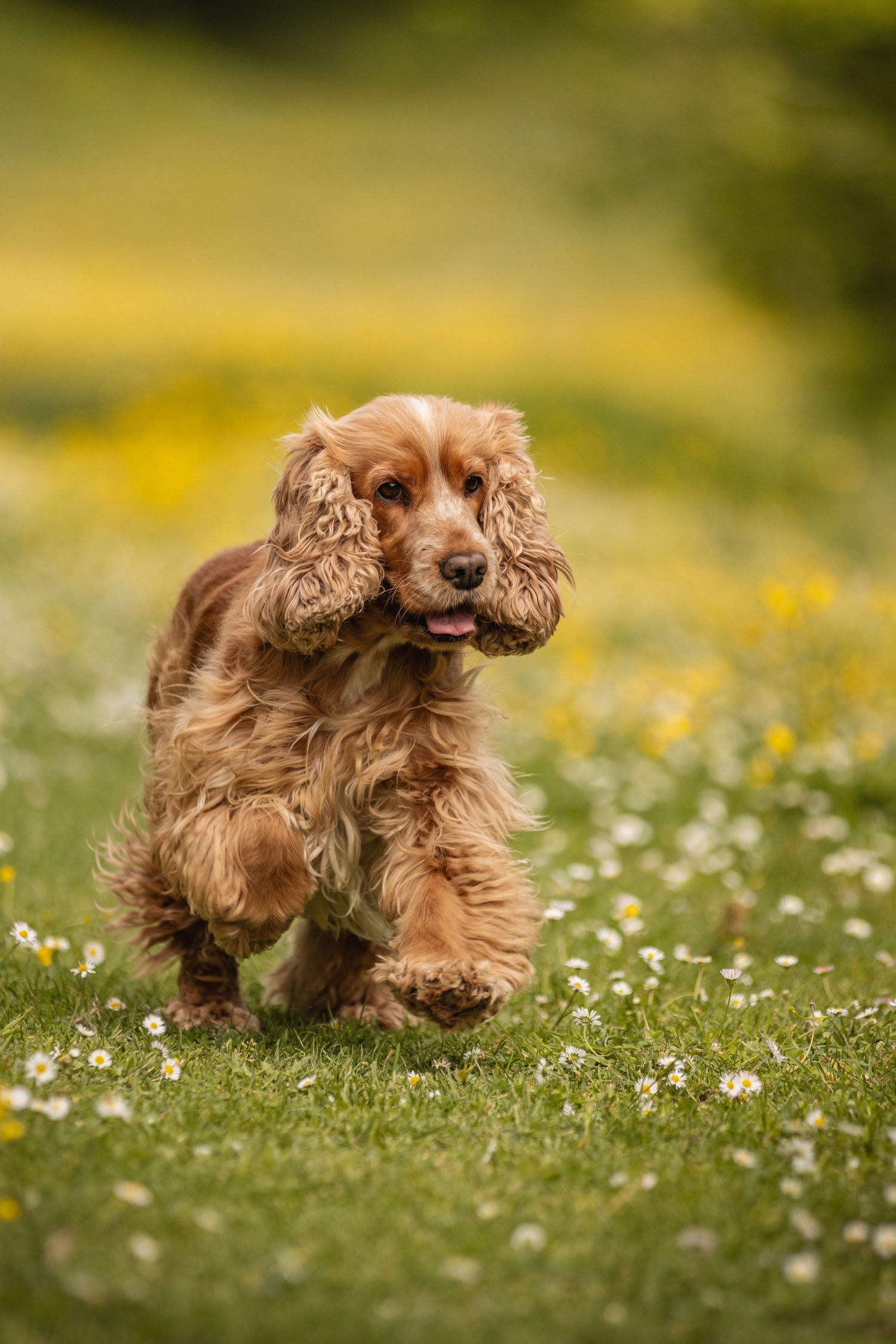 A golden Cocker Spaniel puppy runs joyfully through a field of daisies and yellow wildflowers on a sunny day.