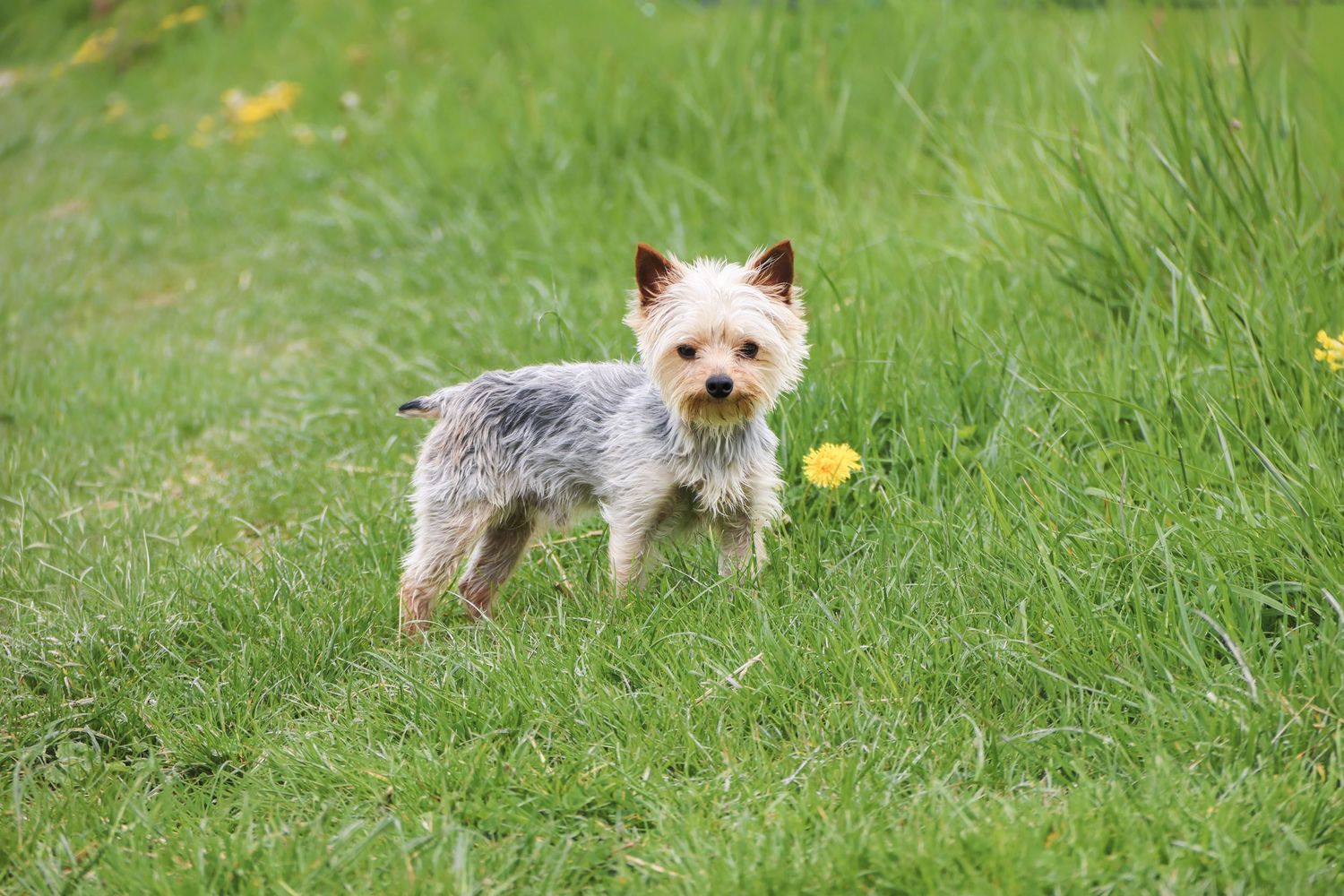 Séance chien — Yorkshire Terrier en alerte dans l'herbe verte avec une fleur jaune à proximité, photographe Laon Aisne.