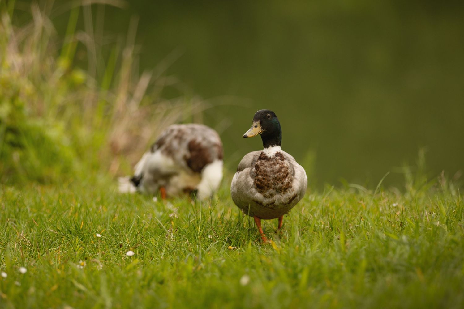 Two mallard ducks standing on lush green grass near a pond, with one duck facing forward showing brown and black plumage.