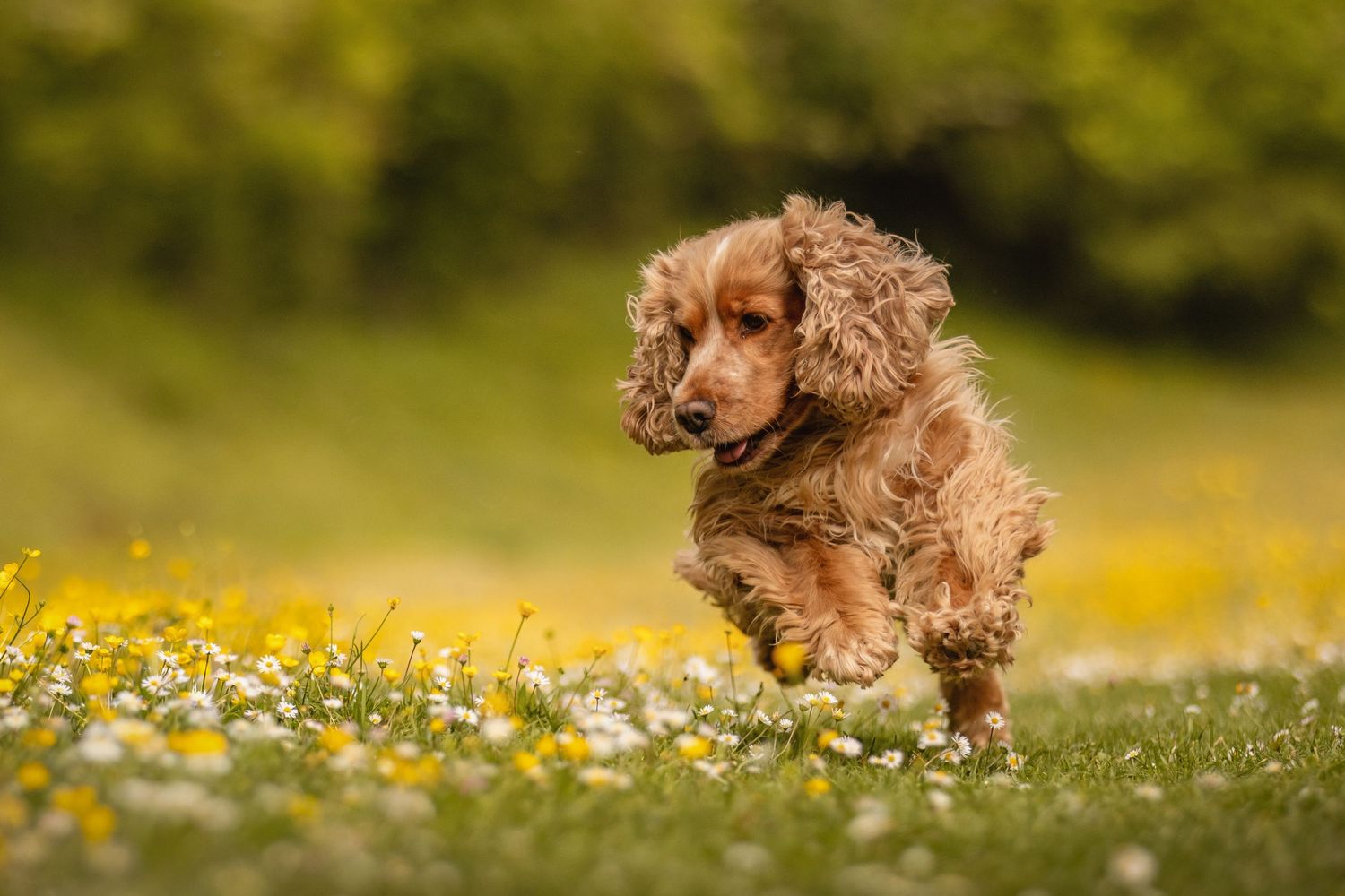 A fluffy golden Cocker Spaniel puppy runs joyfully through a meadow of daisies and buttercups on a sunny day.