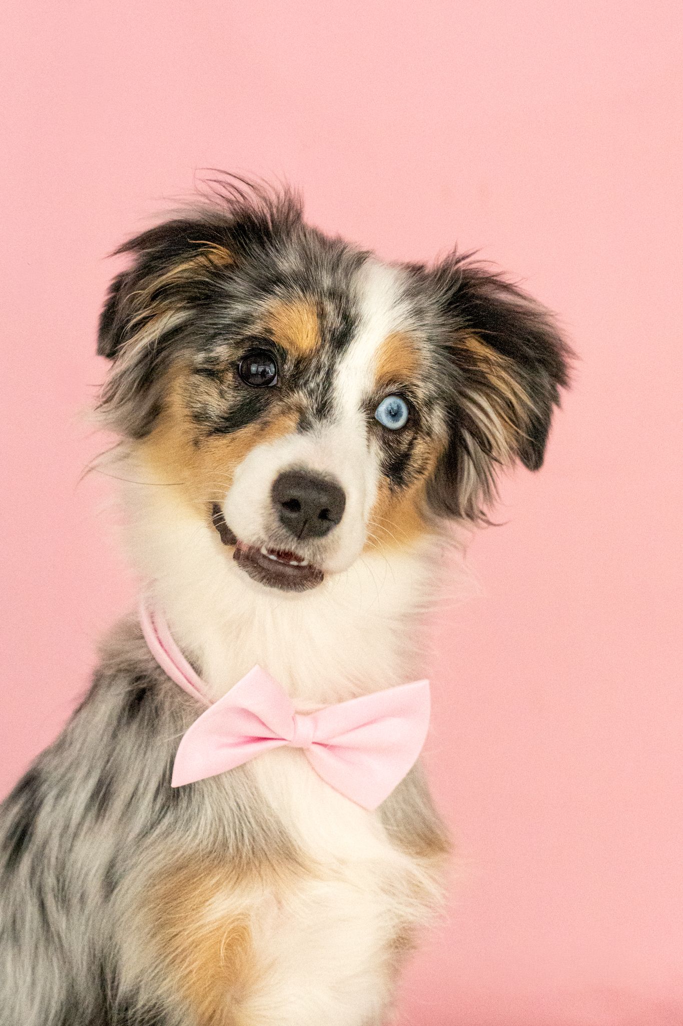 Adorable Australian Shepherd puppy with blue eyes wearing a pink bow tie against a soft pink background.