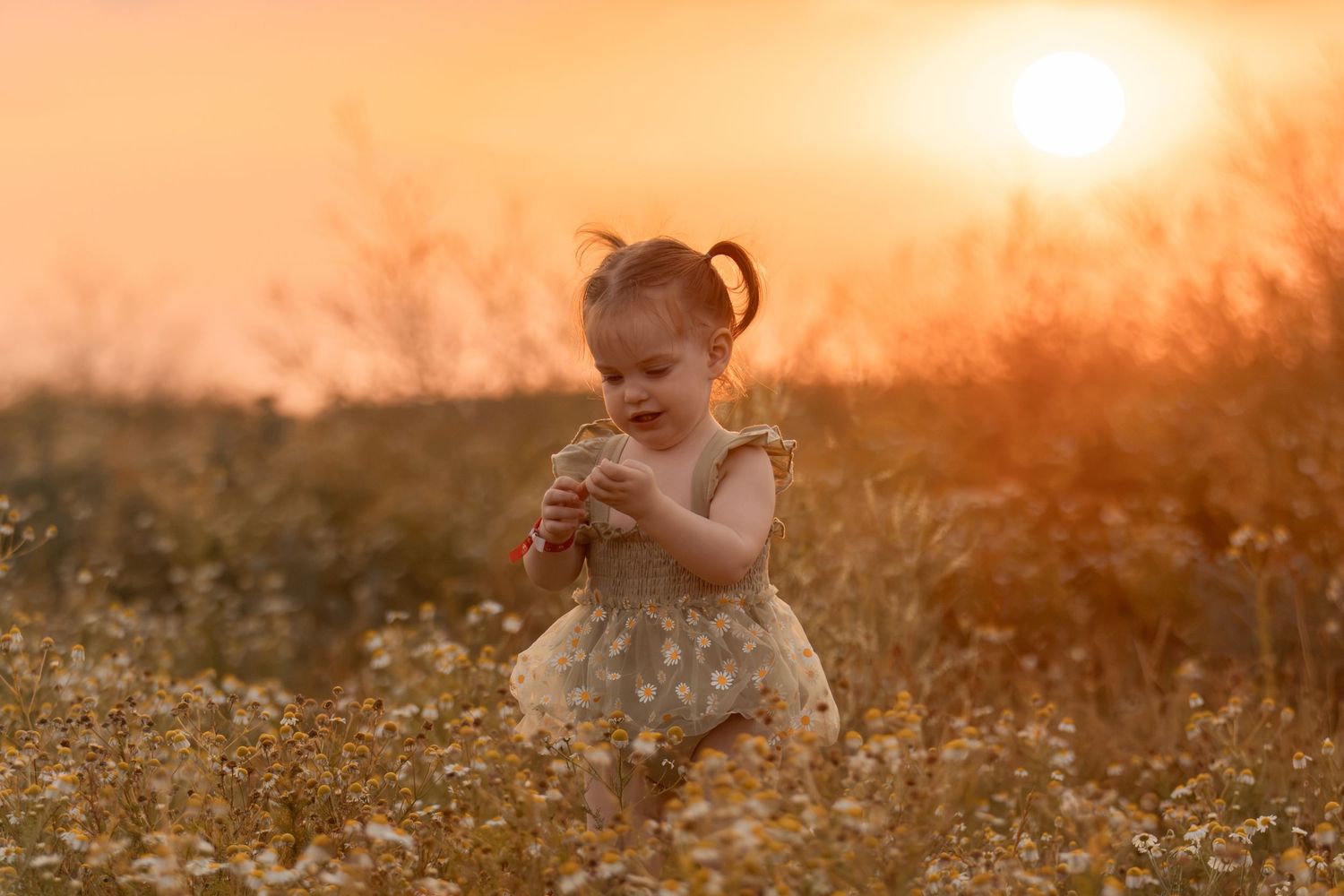 Toddler girl in floral dress playing in wildflower field during golden sunset.