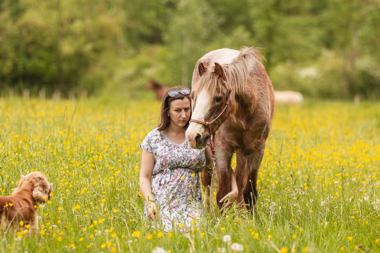Woman in floral dress feeding a chestnut horse in a sunny meadow with yellow wildflowers and a golden dog nearby.
